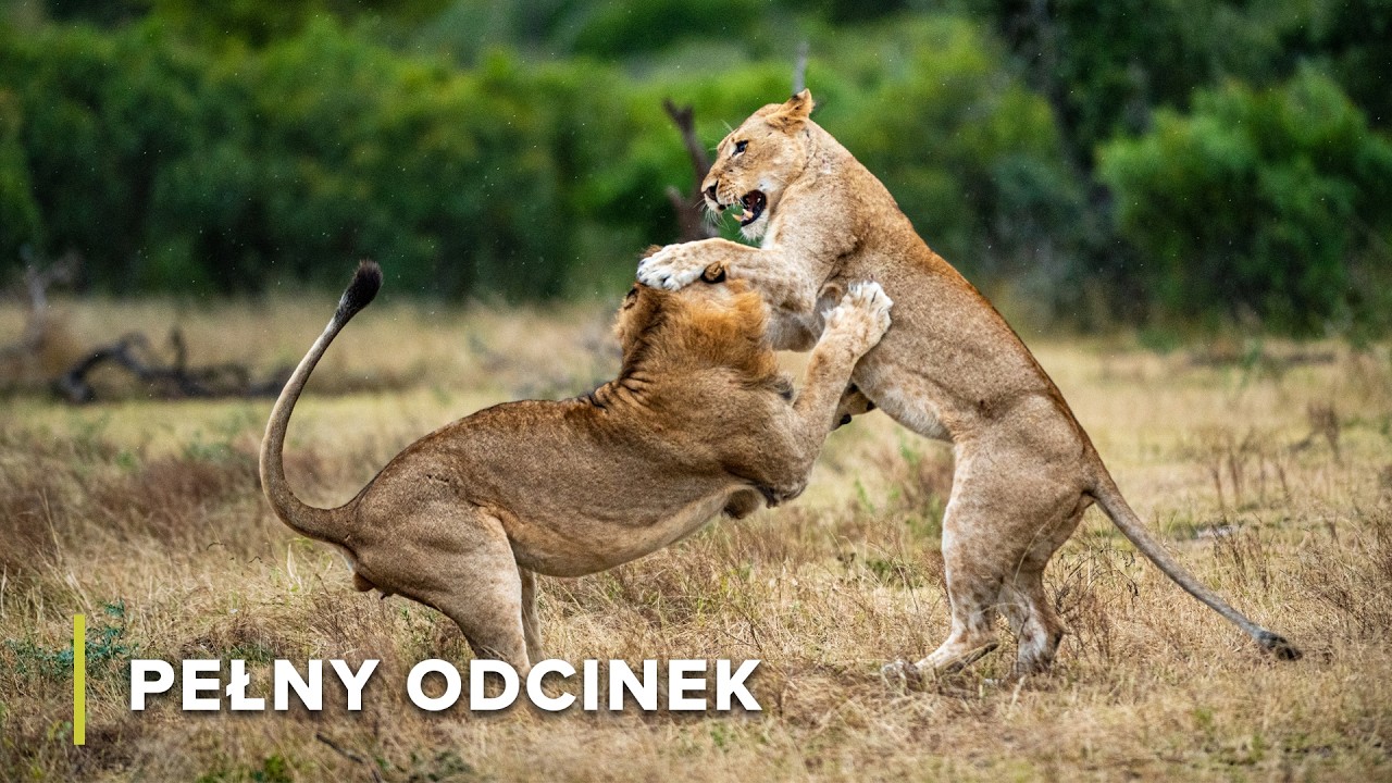 Rodzinne więzi Serengeti: miłość, strata i przetrwanie | Cuda natury 103