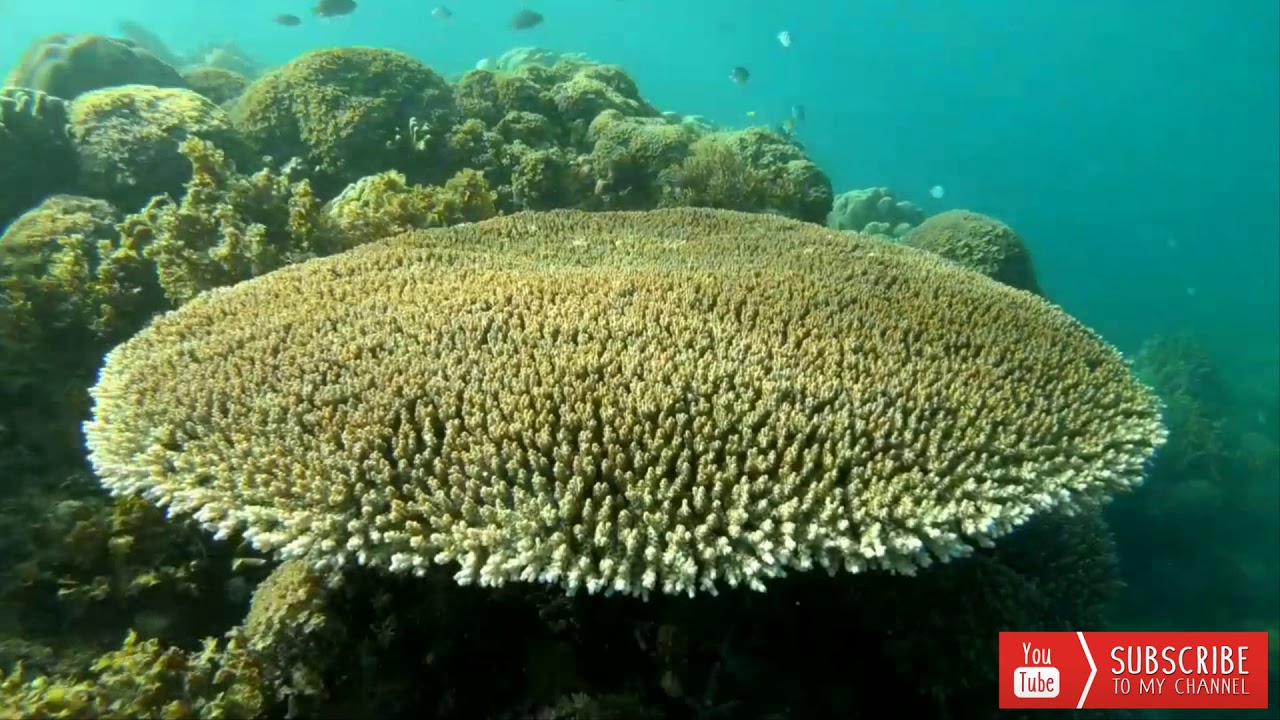 Scuba Diving Vlog 1| Lipata, Surigao del Norte | BURN GOMEZ