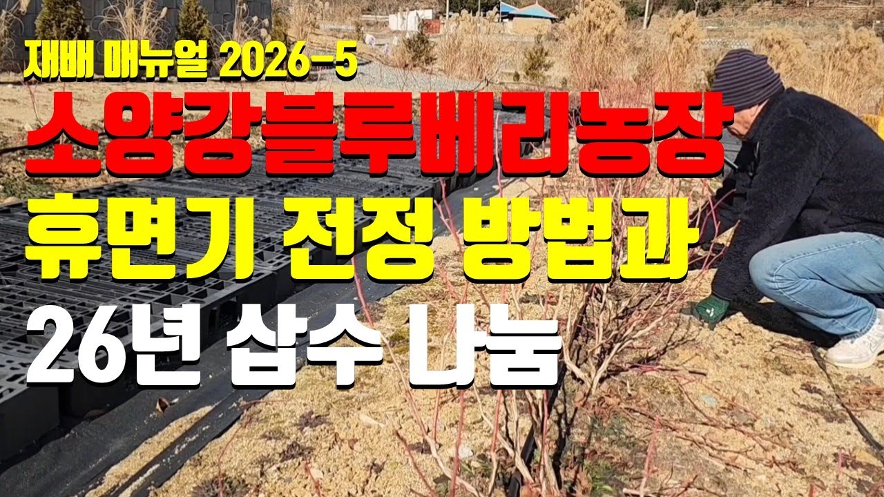 소양강블루베리 농장 휴면기 전정 방법과 삽수 나눔 안내.