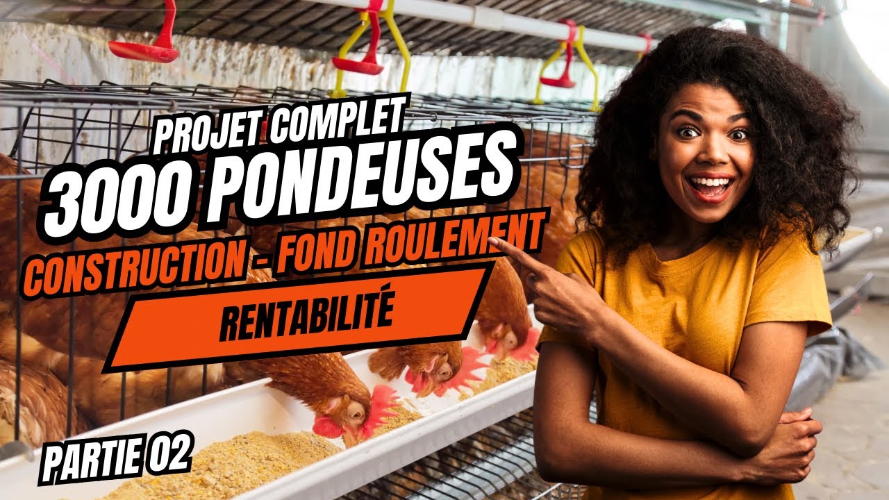 Voici un fond de roulement de 3000 poules pondeuses jusqu’à la ponte.