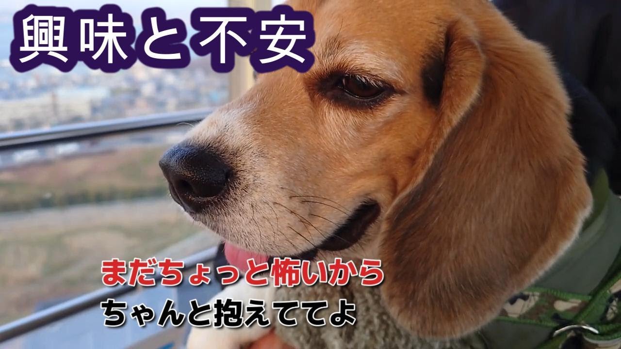 楽しいことの後には恐怖が？