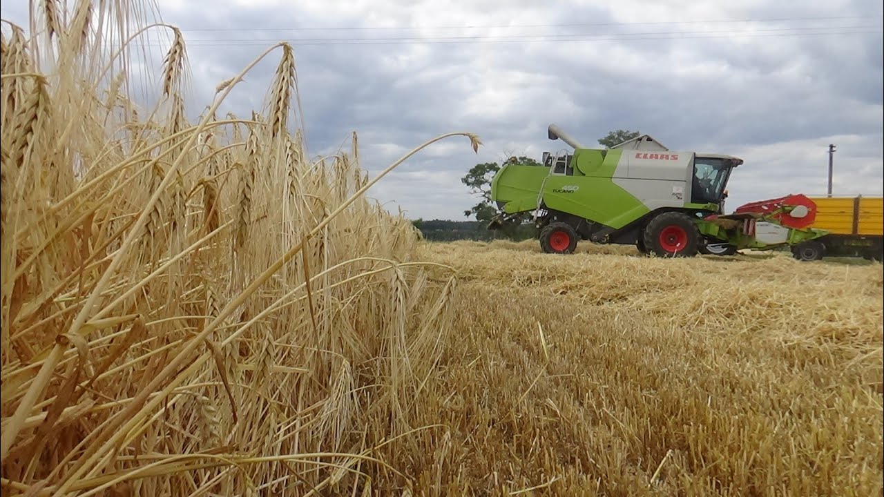 Žně ječmeny CLAAS TUCANO 450 CASE IH MAXXUM 135 CVX ZETOR 12111