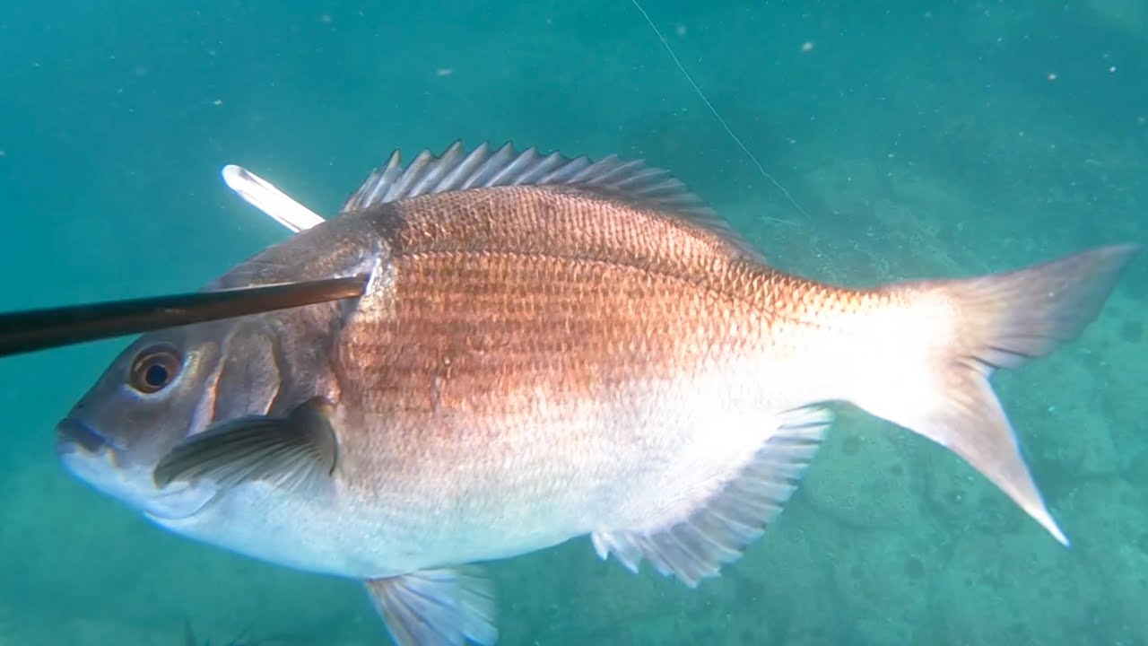 Day 2 Spearfishing De Kelders -Fish ON- Ep11