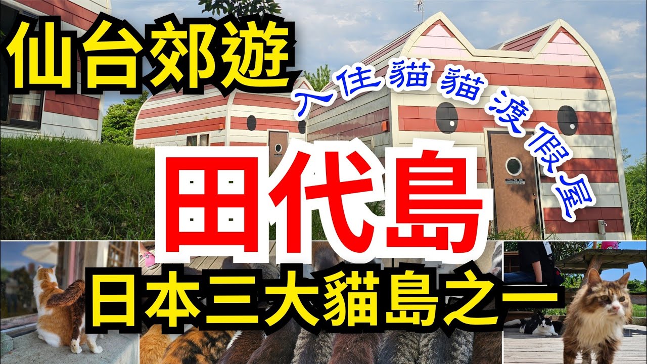[仙台去哪遊] 田代島🐱日本三大貓島之一｜入住⛺️島上貓模樣渡假屋｜追踪🌟島上居民大型餵食過程｜遊覧島上📍神秘貓神社｜貓奴必去