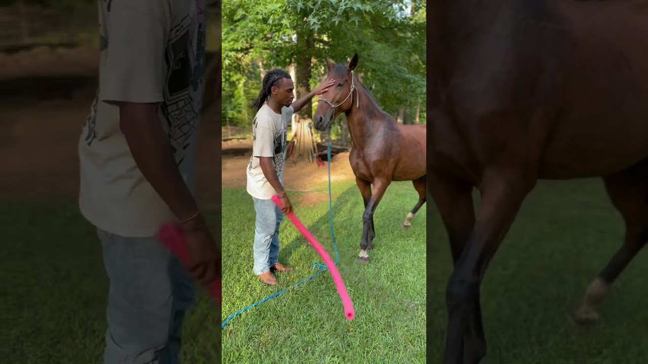 Desensitizing Sky to stay calm in chaos—trust + training = safe ride 🤠 