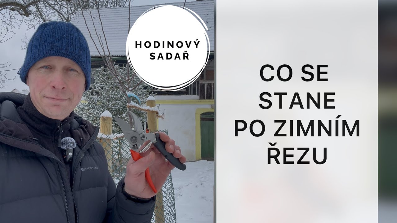 🌳 Nepokazte si architekturu koruny zimním řezem 🌳 Neriskujte choroby 🌳