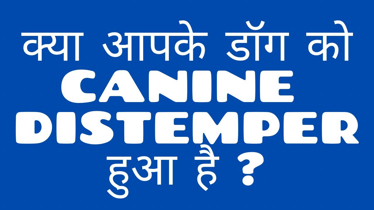 Dog ka fever, twitching, aur ulti? It could be Distemper!