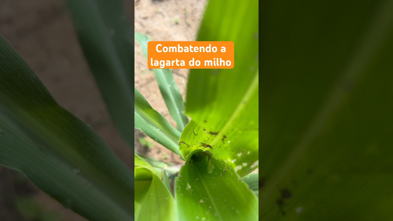 Fazendo a plica&ccedil;&atilde;o no milho