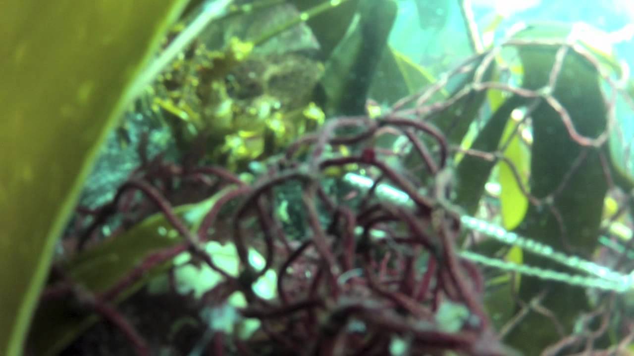 Underwater West Coast Rock Lobster - Cape Town