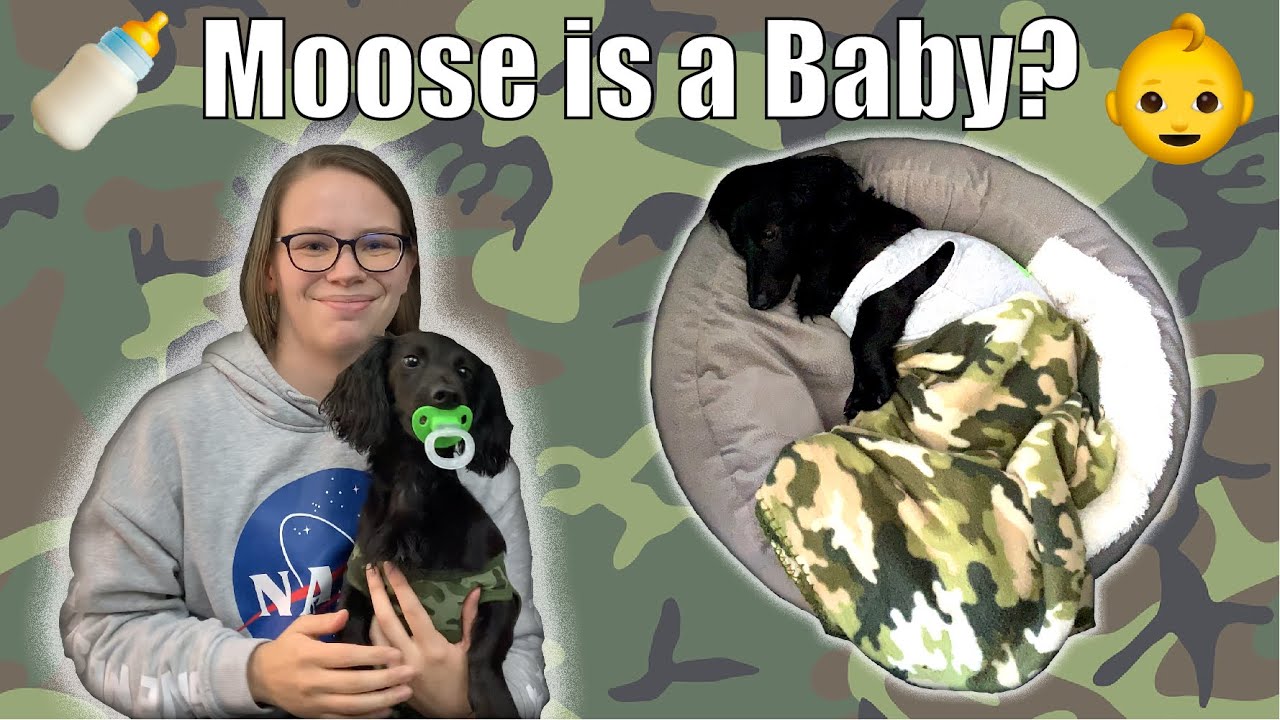 24 HOUR CHALLENGE: Treating My Dog Like a Baby for 24 Hours | Moose the Mini Dachshund