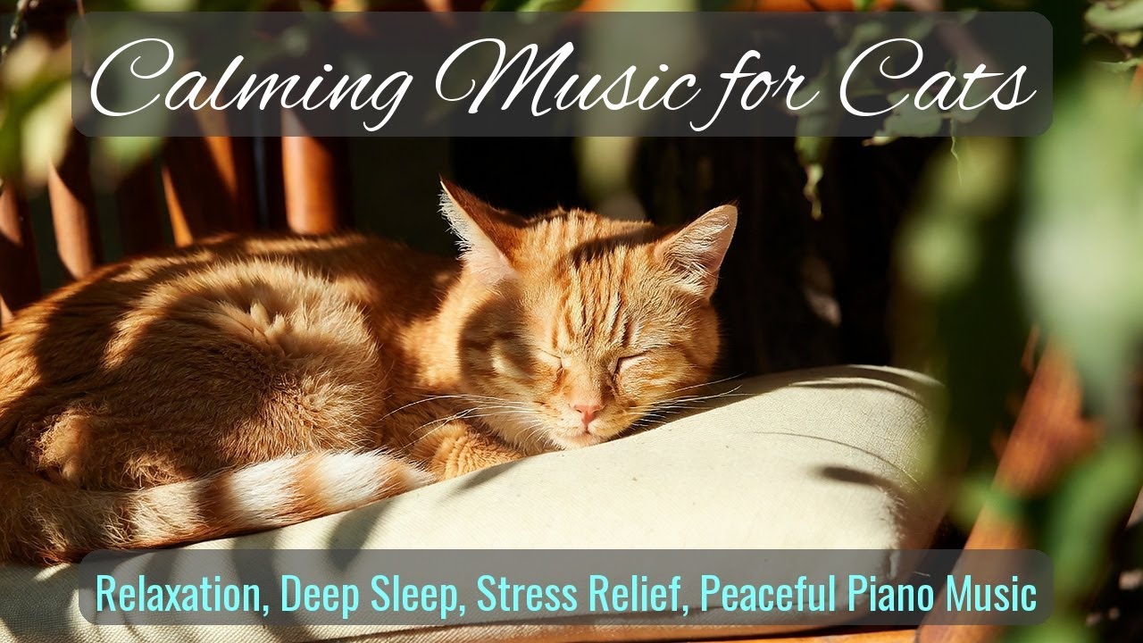LIVE 🐾 Night Rain Sounds for Sleeping Cats 🌧️ | Season 76