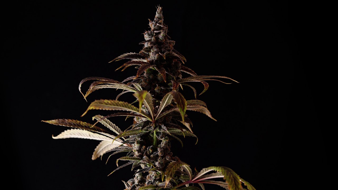 Premium CBD Hemp Flower Deserves Premium Marketing - Anthos Hemp Marketing