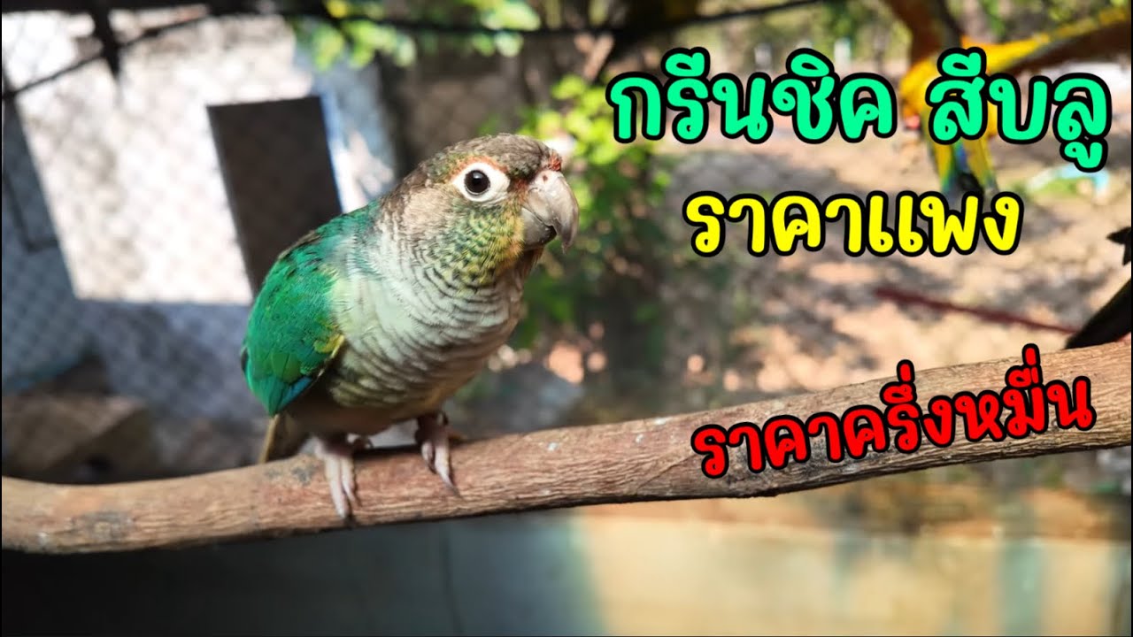 นกกรีนชิค สีบลู ช่วงนี้ราคาเเรงมากๆ