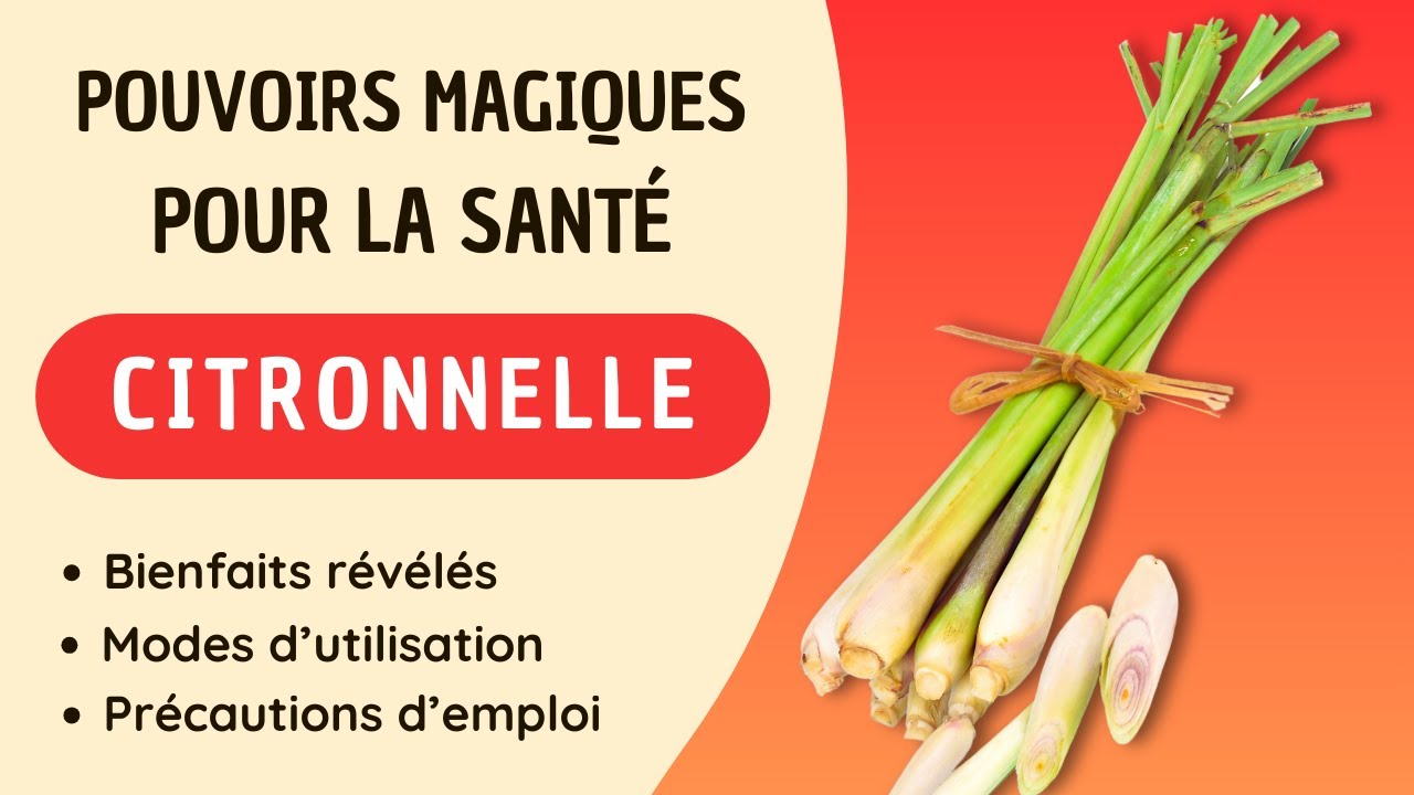 Pourquoi la Citronnelle est-elle Considérée Comme solution Miracle pour la Santé et le Bien-être ?