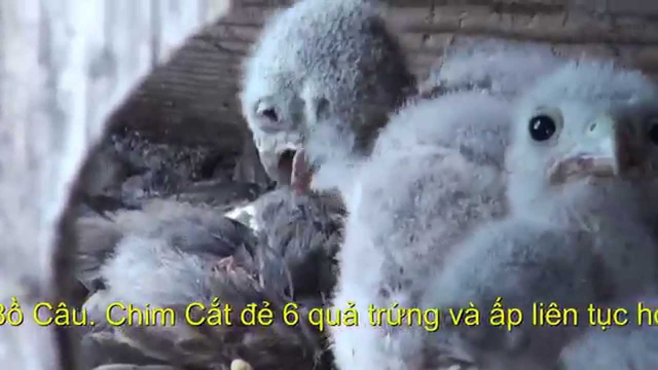 Chim Cắt - Hình ảnh sống động từ lúc nở đến khi trưởng thành