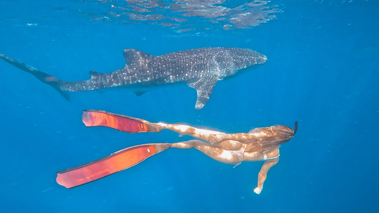 САМАЯ БОЛЬШАЯ АКУЛА В ОКЕАНЕ 🦈 Китовые акулы на рифе Нингалу (БЕЗ ТУРА) Вашингтон | С1Э23