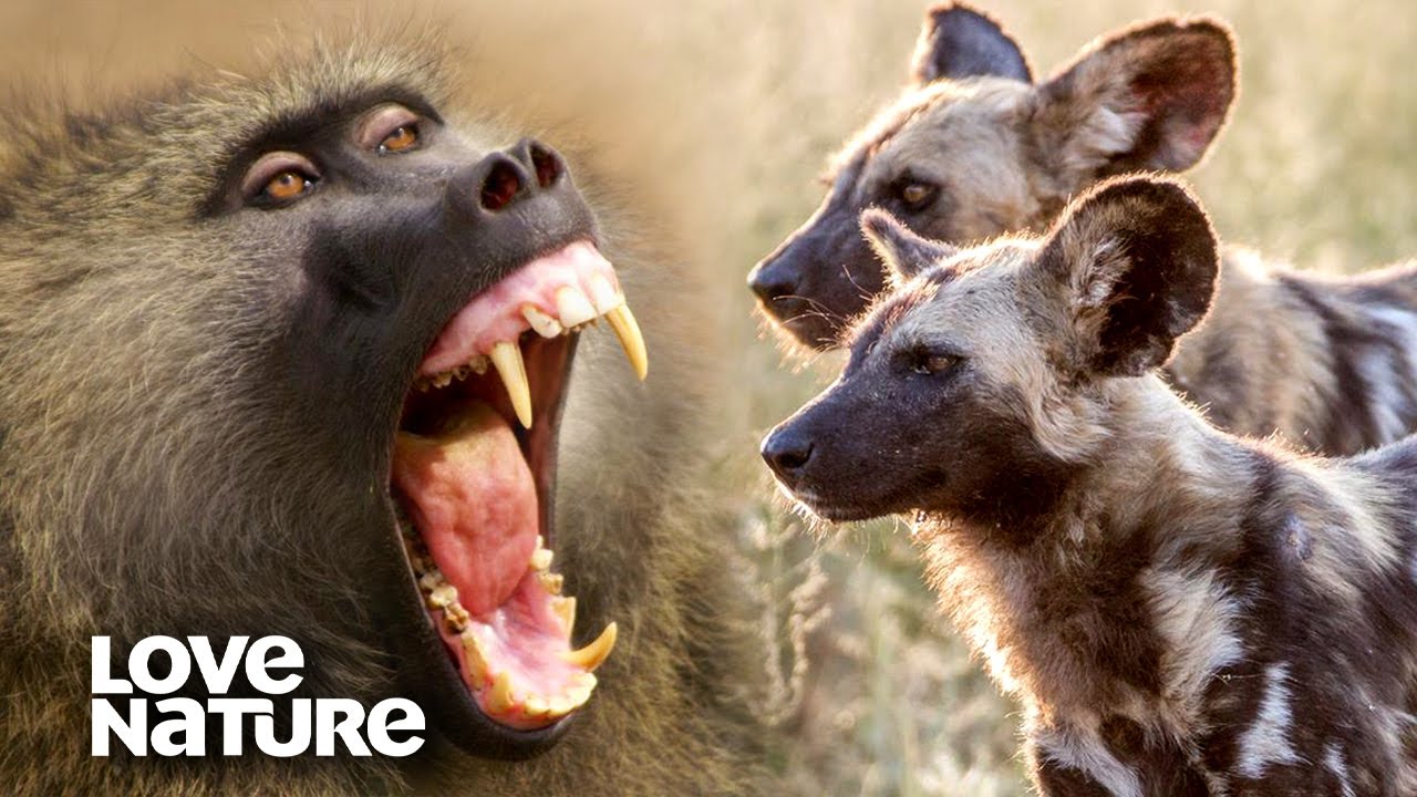Baboons Use Their Alarm Call to Fend Off Wild Dogs | Love Nature