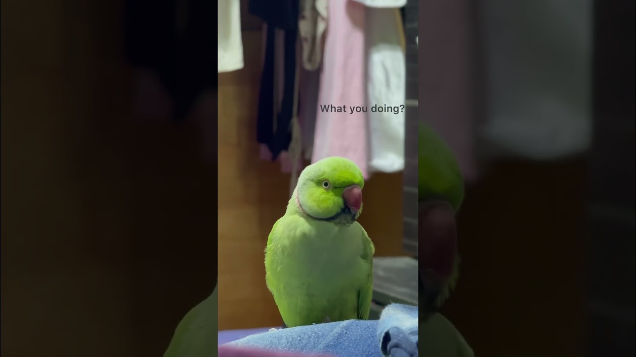 Mintee💚✨ #talkingbird #talkingparrot #ringneck #fyp #fyp; #viral #funnypets #meow