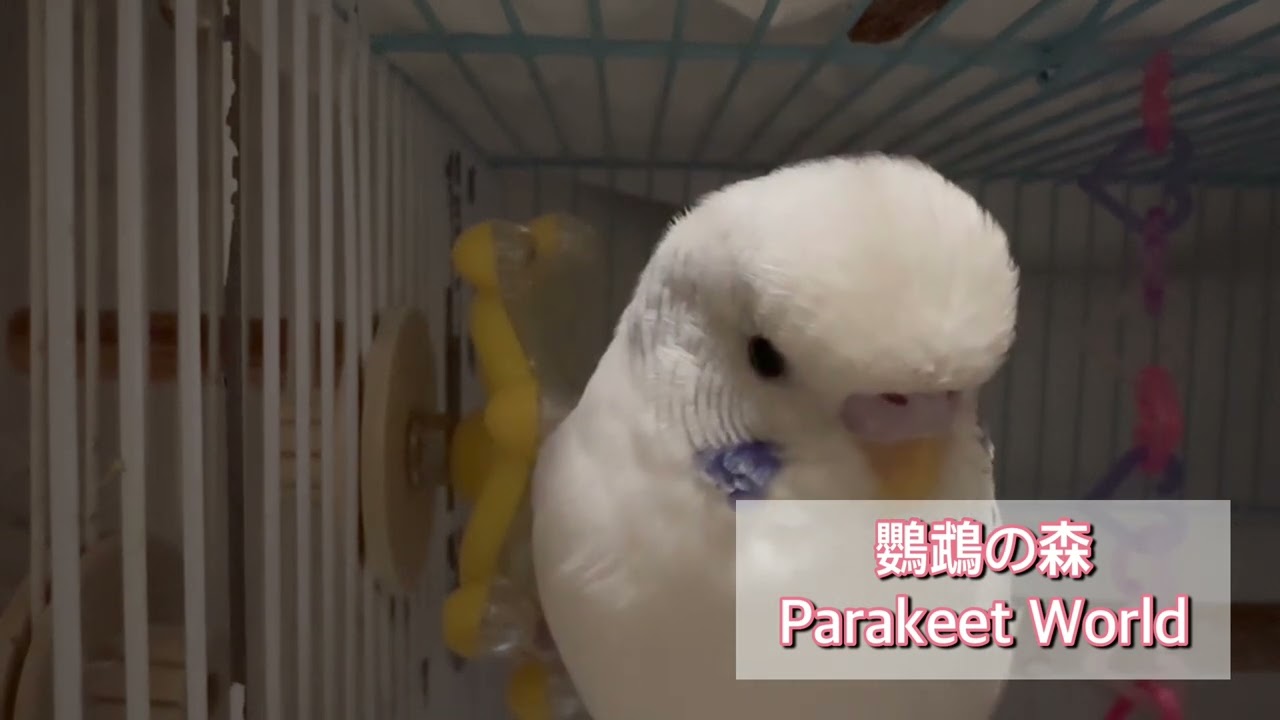 [鸚鵡の森 Parakeet World] 小雲小六成長日記-    小雲 - 祝各位鳥友除夕快樂🎊
