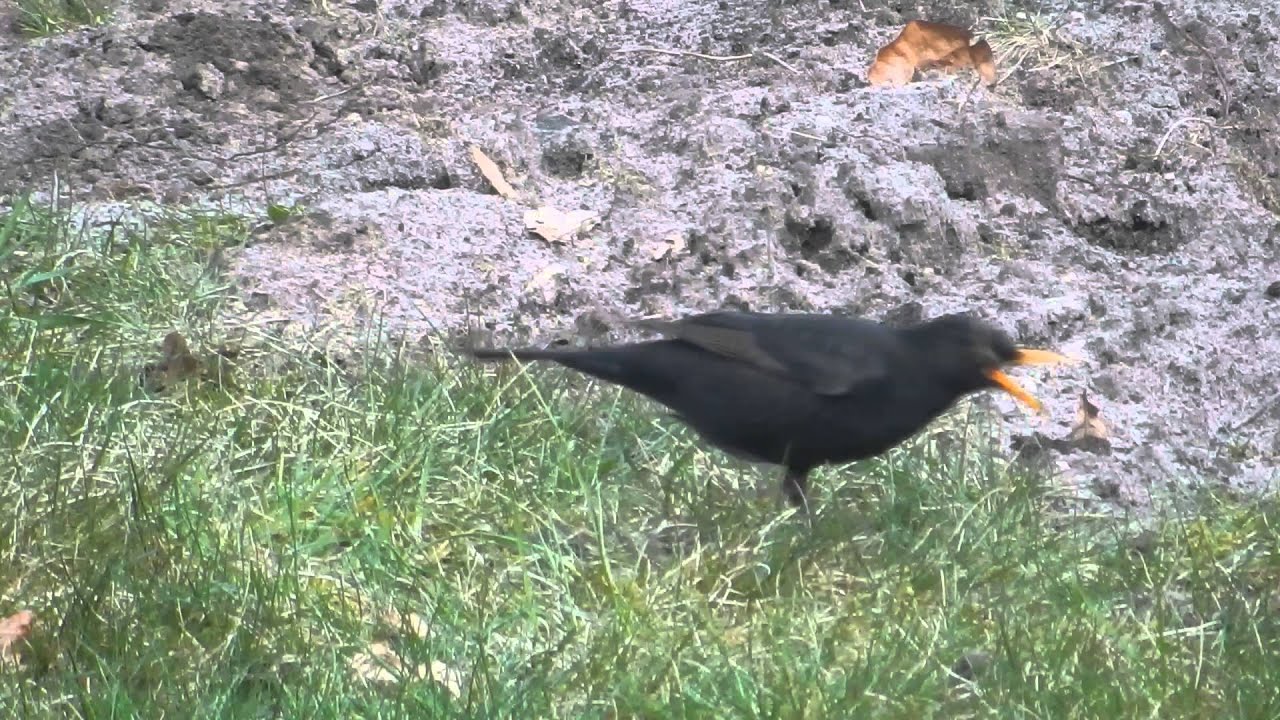 Amsel isst im Garten W&uuml;rmer