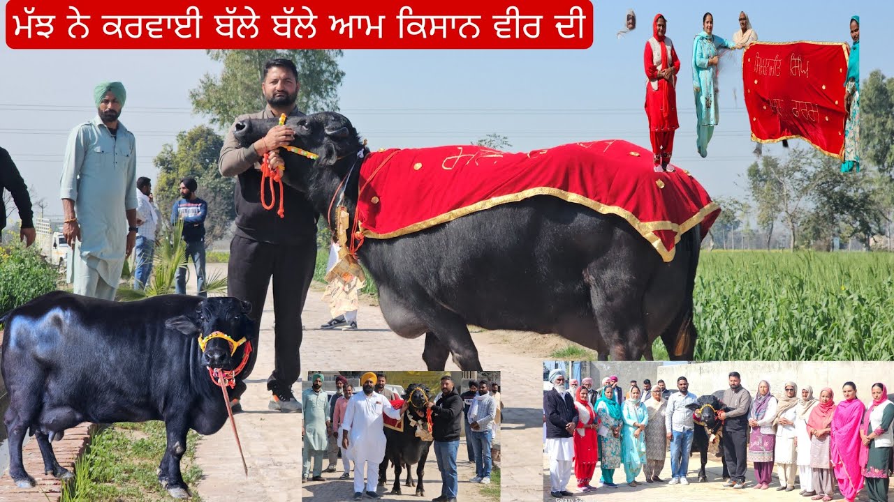 ਮੋੜਾ ਆਲੇ ਮਾਟੇ ਪ੍ਰਧਾਨ ਨੇ ਫੂਲ ਪਿੰਡ ਵਿੱਚੋ ਖਰੀਦੀ ਮਹਿੰਗੀ ਮੱਝ 24 ਕਿਲੋ ਦੁੱਧ ਵਾਲੀ ਮੱਝ ਵਿਕਾਉ ਵੀ ਅ ਕਿਵੇ ਲੱਗੀ।