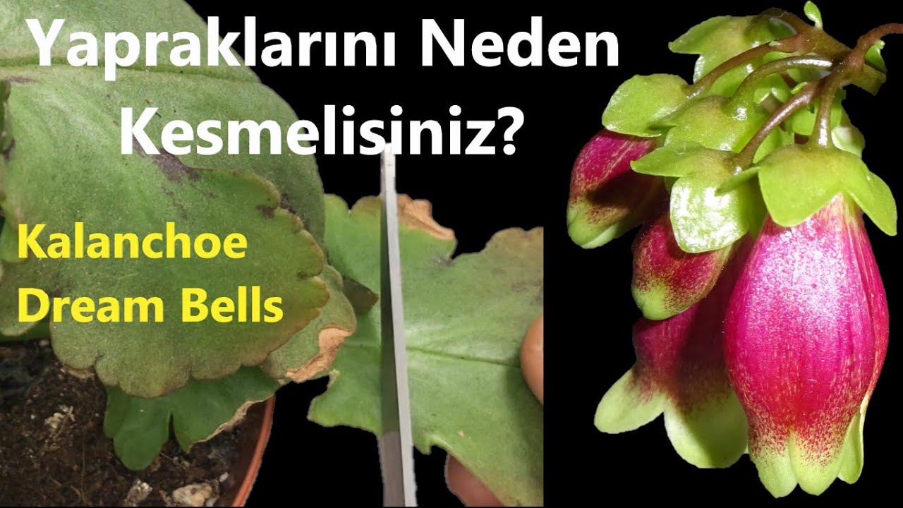 Kalanchoe Dream Bells - Yapraklarını Neden Kesmelisiniz? Çiçek Budama - Toprak Bakım Köklendirme
