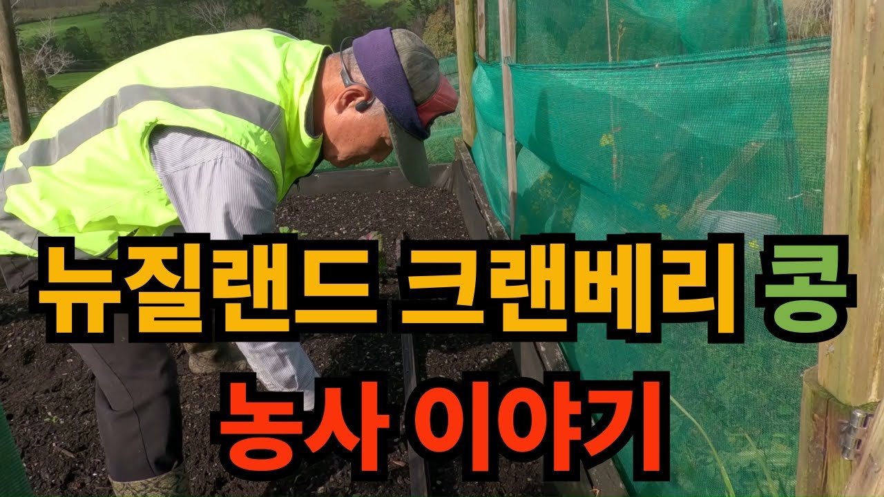 뉴질랜드 크랜베리콩 농사 이야기