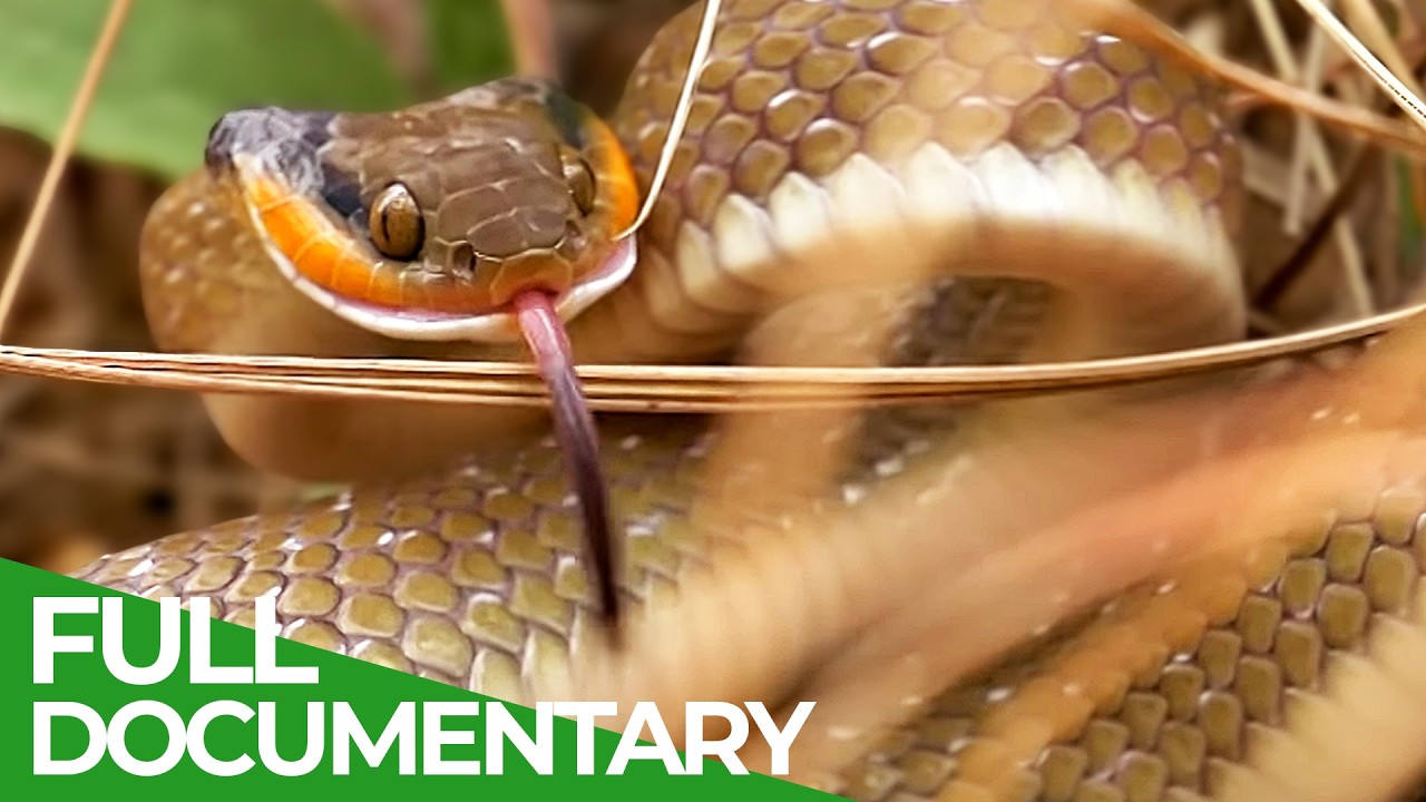 Wild Southern Africa | Episode 3: Wild Coasts | Free Documentary Nature