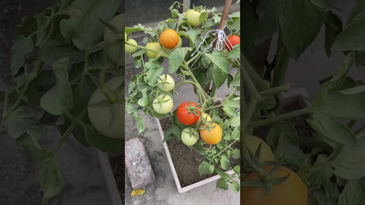 Updates from the winter garden. 