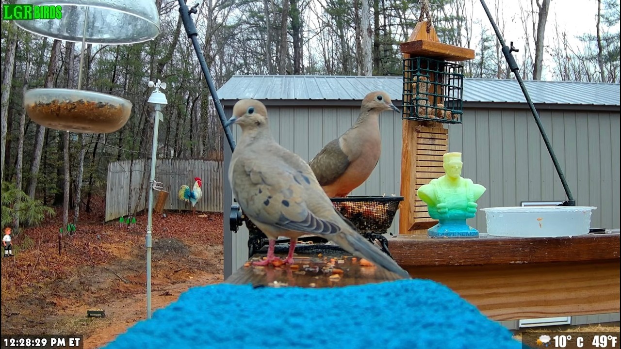 LGR Bird Feed - February 26, 2026