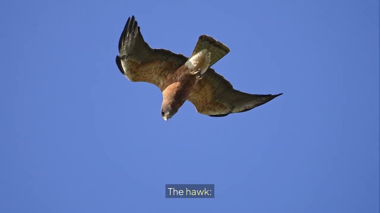 Hawk Facts You Didn&rsquo;t Know | Nature&rsquo;s Perfect Hunter Explained