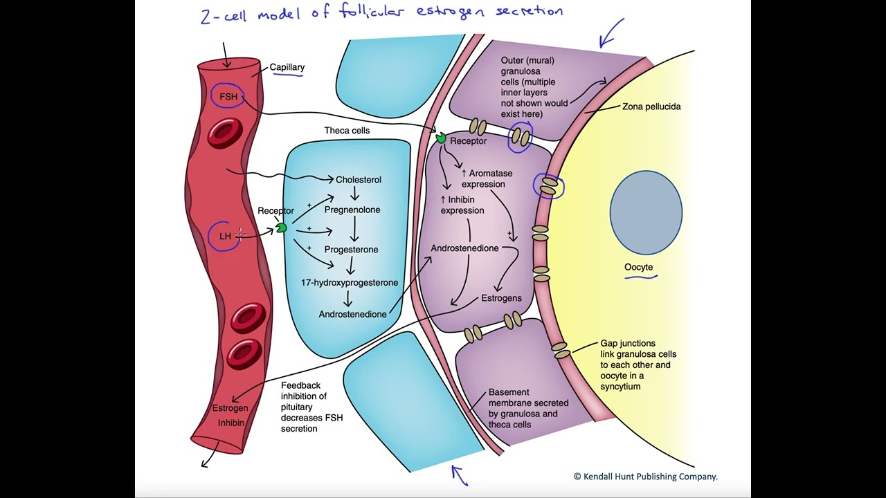 Two cell model of follicular estrogen secretion