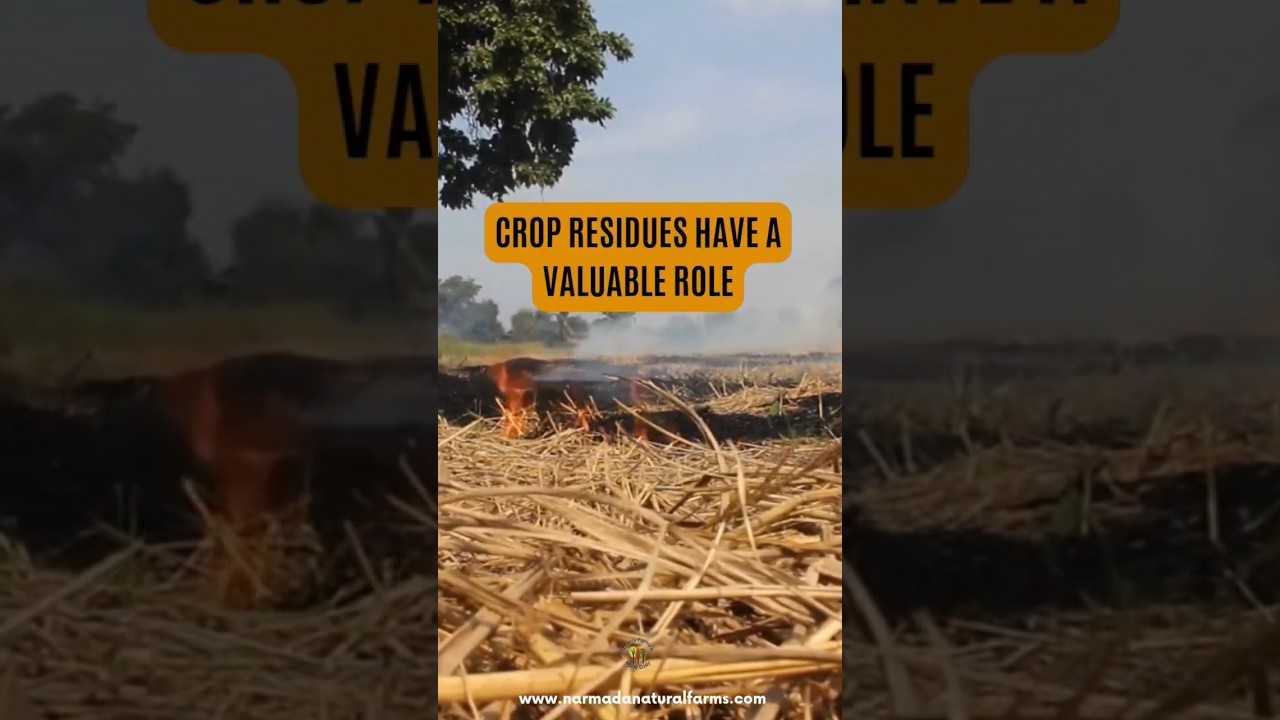 Do not burn the crop residues #naturalfarming #shorts