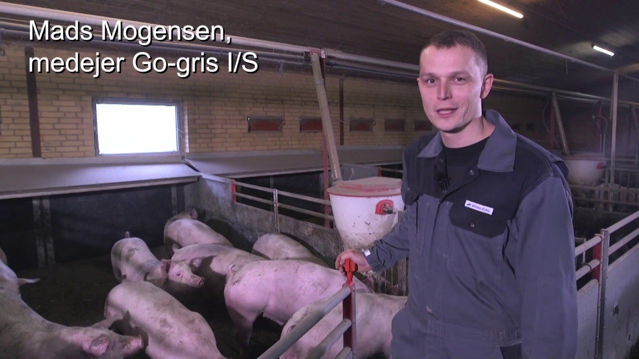 Film 8. Fra sti til steg - tid til slagtning.