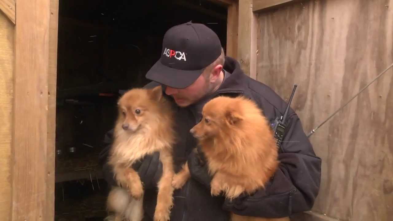 ASPCA and Kentucky Humane Society Rescue Puppy Mill Dogs in Nancy, KY Jan. 21, 2014