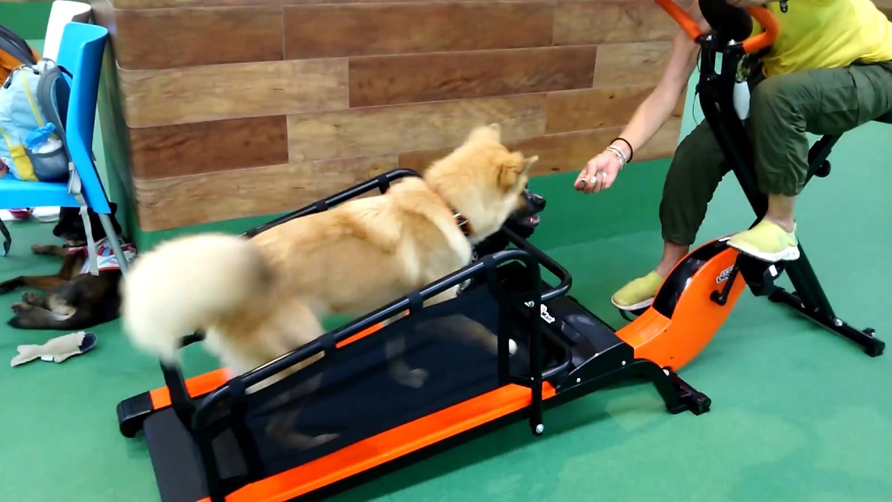 生後9カ月、雑種犬風愛。犬用ランニングマシンに挑戦