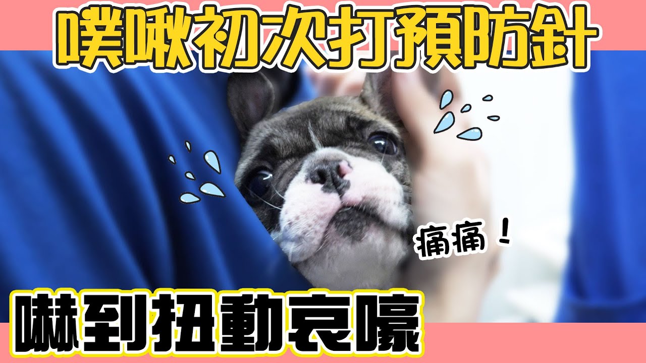 一豬小公主｜噗啾初次打預防針 嚇到扭動哀嚎！！