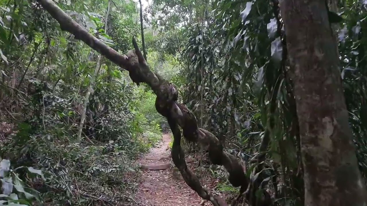 Trilhando no Parque Nacional da Floresta da Tijuca