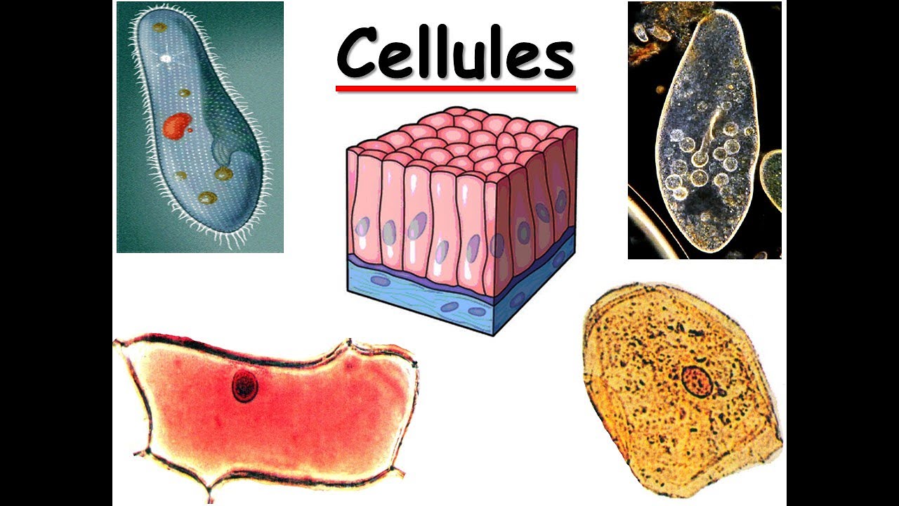 3-L’unité structurale des êtres vivants- la cellule.