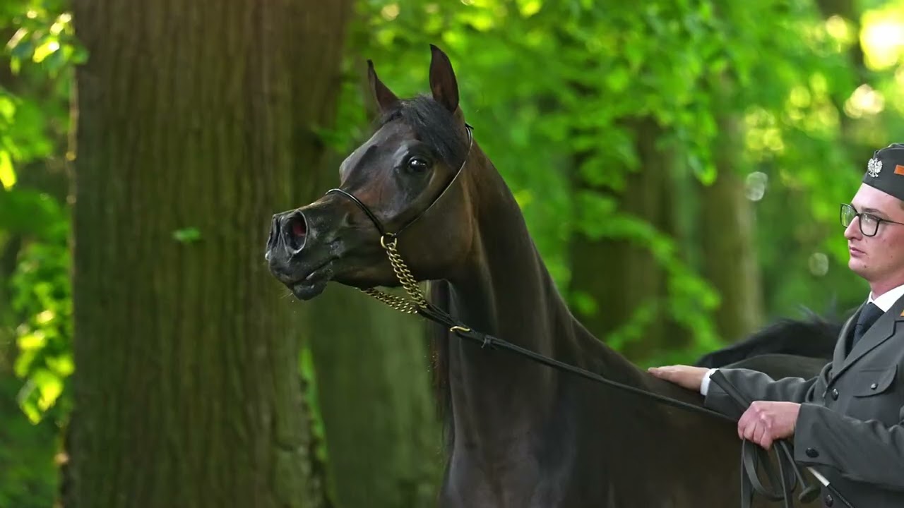 Pride of Poland 2025 Lot1 Brodia (Erantis - Belinda/Kahil Al Shaqab)