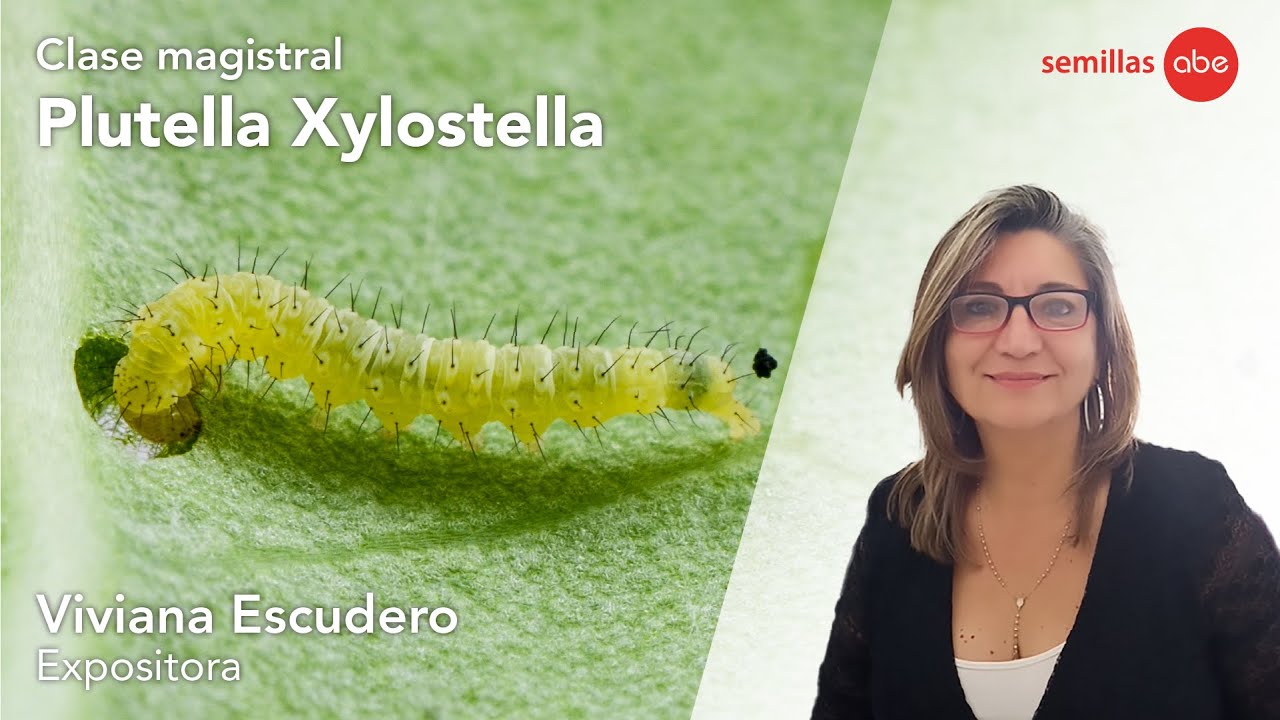 Clase Magistral Plutella Xylostella