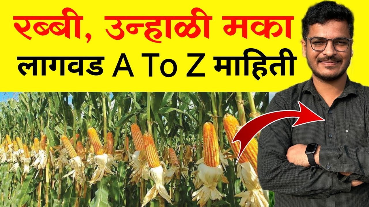 रब्बी / उन्हाळी मका लागवड संपूर्ण माहिती / Unhali Maka lagvad A to Z mahiti | krushimitra Vishal
