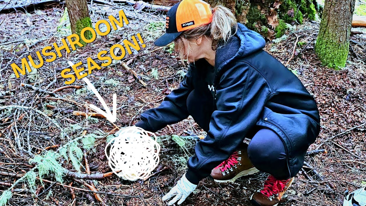 Сбор мацутакэ (ранний сезон) #fyp #reels #pnw #harvesting