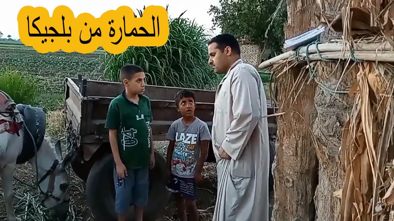عمر عايز يبيع الحمارة على انها مستوردة