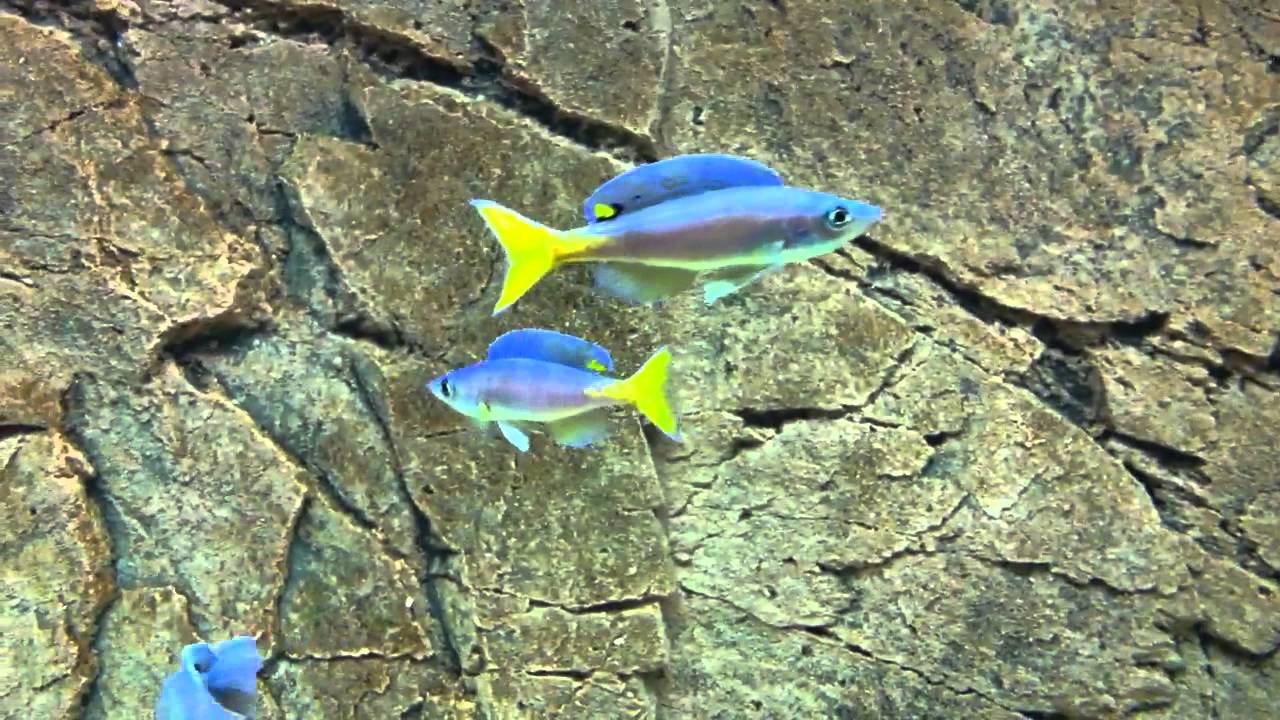 Cyprichromis leptosoma Utinta "fluorescent" group (TAKE 2) - PISCES