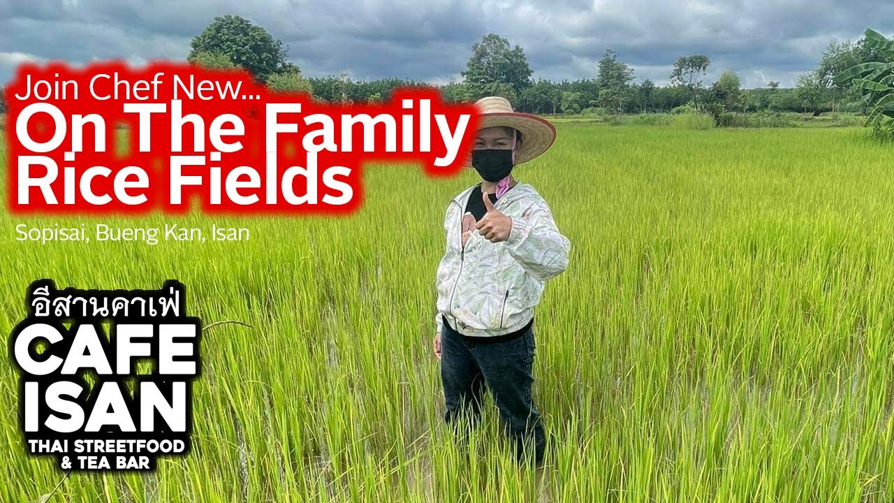 Visit Isan อีสาน, Thailand | Rice Farmer | Stroll through Chef New's Fields of Rice