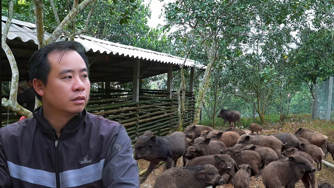 Johnny moved the wild boar to the new farm.