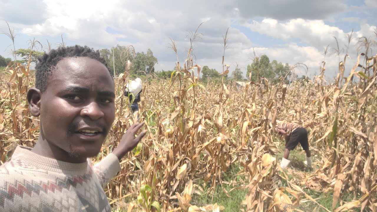 I Harvested My Corn Today — Here’s Why Farming Still Pays
