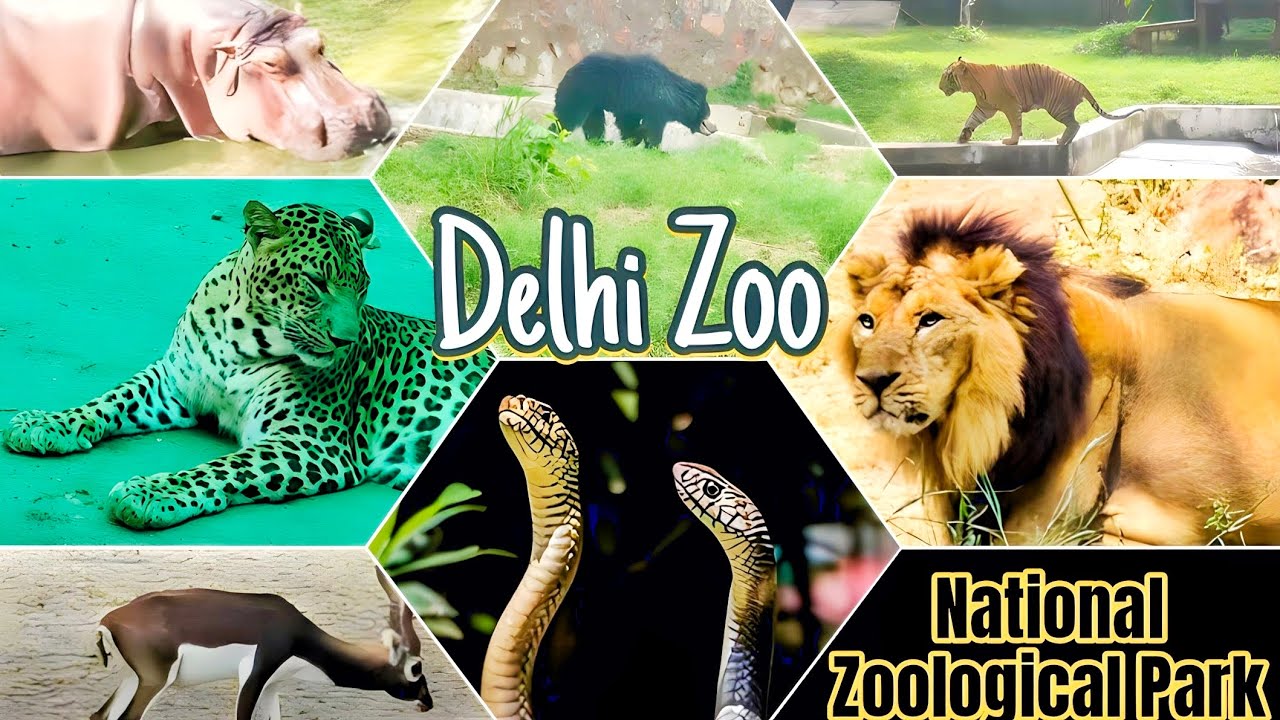 Delhi Zoo all animals | Delhi zoo full tour | Delhi zoo ticket | chidiyaghar #zoo #chidiyaghar