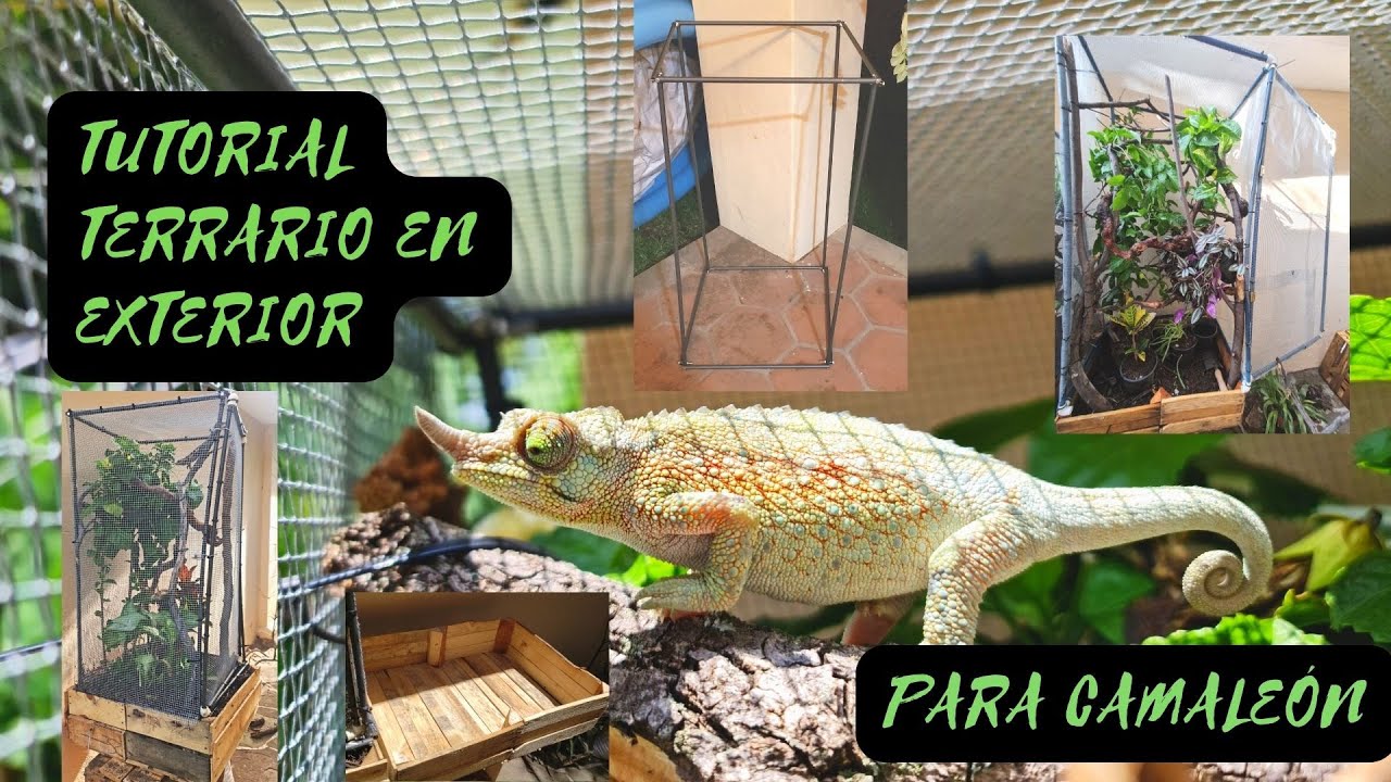 Terrario para camaleones en Exterior (Tutorial)